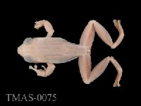 Brauer's tree frog Collection Image, Figure 6, Total 13 Figures